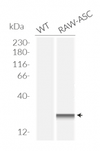 Validation of ASC expression in RAW-ASC cells