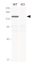 Validation of MDA-5 knockout by Western blot (Wes™)