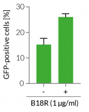 Enhanced mRNA transfection in THP-1 cells using B18R