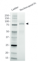 Nucleocaspid-Fc purity analysis by SDS-PAGE