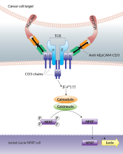 Jurkat-Lucia™ NFAT cell activation using Anti-hEpCAM-CD3