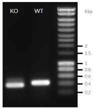 Validation of IRF7 knockout by PCR