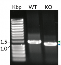 PCR validation of TLR4 KO in THP1-Dual™ MD2-CD14 KO-TLR4 cells