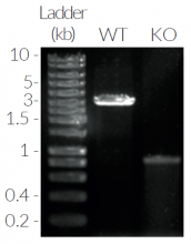 Validation of IRF1 knockout by PCR