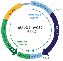 Schematic of pUNO1-hACE2 expression vector