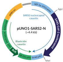 Schematic of pUNO1-SARS2-N expression vector