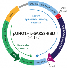 Schematic of pUNO1His-SARS2-RBD His-tagged production vector