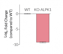 Validation of ALPK1 KO by qPCR