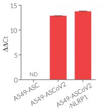 Overexpression of TMPRSS2 (qRT-PCR)