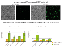 Greater transient transfection efficiency in NATE™ treated RAW 264.7 cells