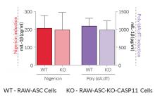 Secretion of mature IL-1β by RAW-ASC KO-CASP11 cells