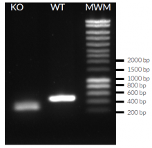 Validation of cGAS knockout by PCR