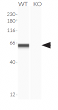 Validation of cGAS knockout by Western blot (Wes™)