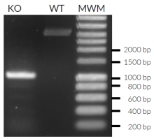 Validation of IRF3 knockout by PCR