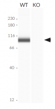 Validation of RIG-I knockout by Western blot (Wes™)