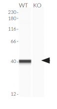 Validation of STING knockout by Western blot (Wes™)