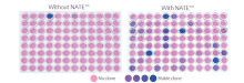 Increased number of stable SEAP-expressing RAW 264.7 clones