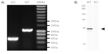 Validation of TREX1 KO in RAW-Lucia™ ISG-KO-TREX1 cells