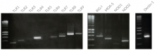 Validation of PRR expression