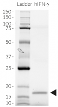 Detection by SDS-PAGE