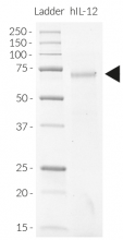 Detection by SDS-PAGE