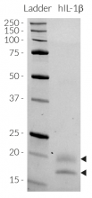 Detection by SDS-PAGE of CHO-derived IL-1β