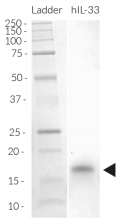Detection of human IL-33 by SDS-PAGE