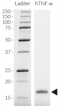 Detection by SDS-PAGE