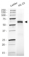 Detection by SDS-PAGE
