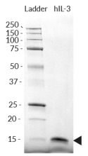 Detection of human IL-3 by SDS-PAGE