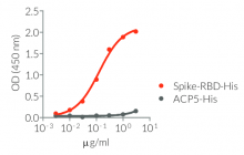 Recognition of Spike-RBD-His by anAnti-SARS-CoV-Spike human IgM