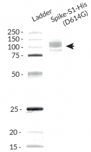 Spike-S1-His (D614G) purity analysis by SDS PAGE