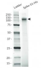 Spike-S1-His purity analysis by SDS PAGE