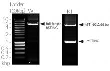 Validation of mSTING knockin by PCR
