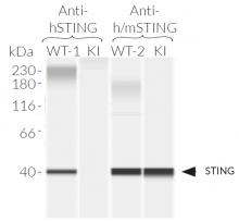 Validation of mSTING knockin by Western blot (WES by Protein Simple)