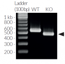Validation of IRF3 knockout by PCR