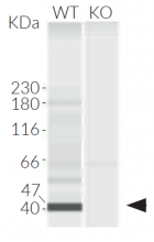 Validation of IRF3 knockout by Western blot (Wes™)