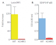 2'3'-cGAMP-induced IRF and NF-κB responses in THP1-Dual™-derived cells