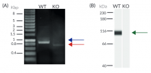 Validation of RIG-I knockout