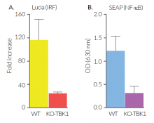 2’3’-cGAMP-induced IRF and NF-κB responses in THP1-Dual-derived cells