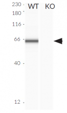 Validation of cGAS knockout by Western blot (Wes™)