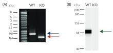 Validation of MAVS knockout