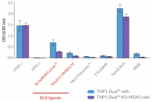 Functional validation of MDA5 knockout (NF-κB response)