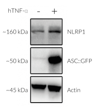Validation of NLRP1 and inducible ASC GFP expression