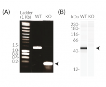 Validation of CASP4 KO in THP1-KO-CASP4 cells
