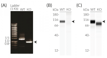 Validation of NLRP3 KO in THP1-KO-NLRP3 cells