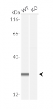 Validation of ASC KO in THP1-KO-ASC cells