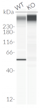 Validation of IRF1 knockout by Western blot