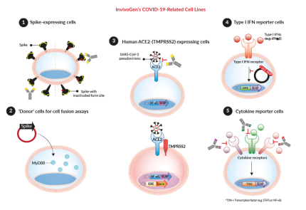 InvivoGen's various families of COVID-19-related cell lines