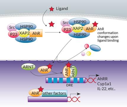 Ahr genomic signaling Ahr genomic signaling